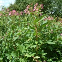 Himalayan Balsam